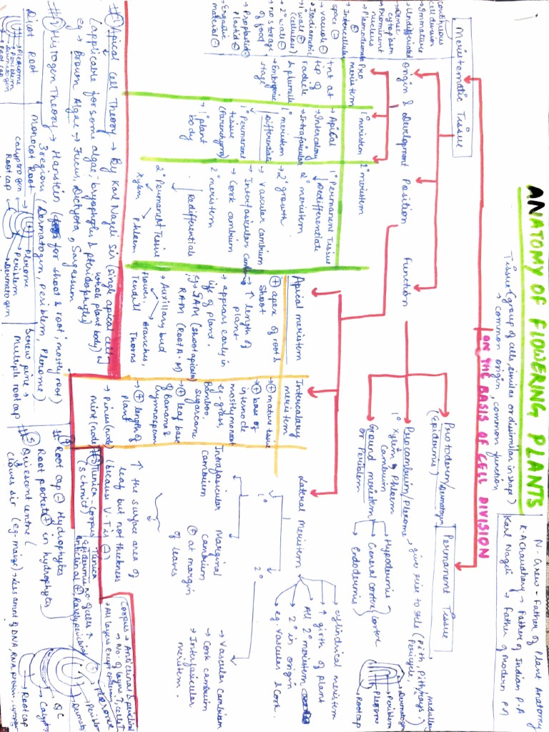 Anatomy Of Plants Pdf Plant Morphology Plants