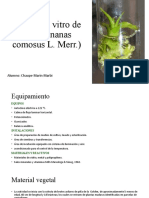 Cultivo in Vitro de Piña (Ananas Comosus)