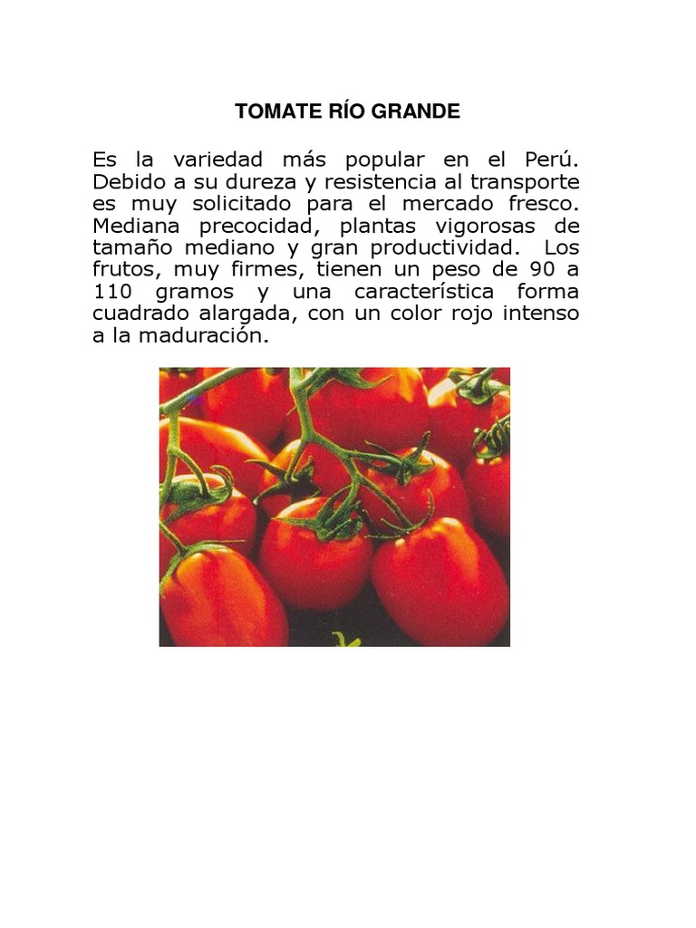 Características del Tomate Río Grande | PDF | Tomate | Siembra