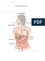 Anatomia y Fisiologia Del Aparato Digestivo