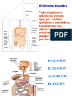 Sistema Digestivo