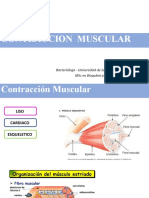 Contraccion Muscular