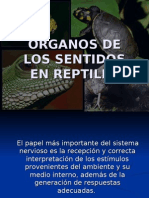 Organos de Los Sentidos Reptiles3