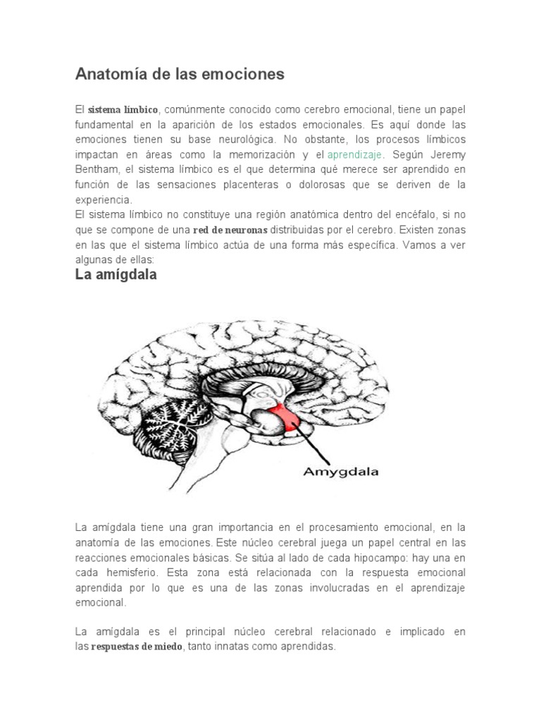 Anatomía del Sistema Límbico Emocional | PDF | Las emociones | Cerebro