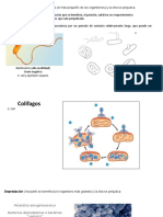 Ecologia Apunte 3