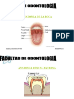 Anatomia de La Boca 2