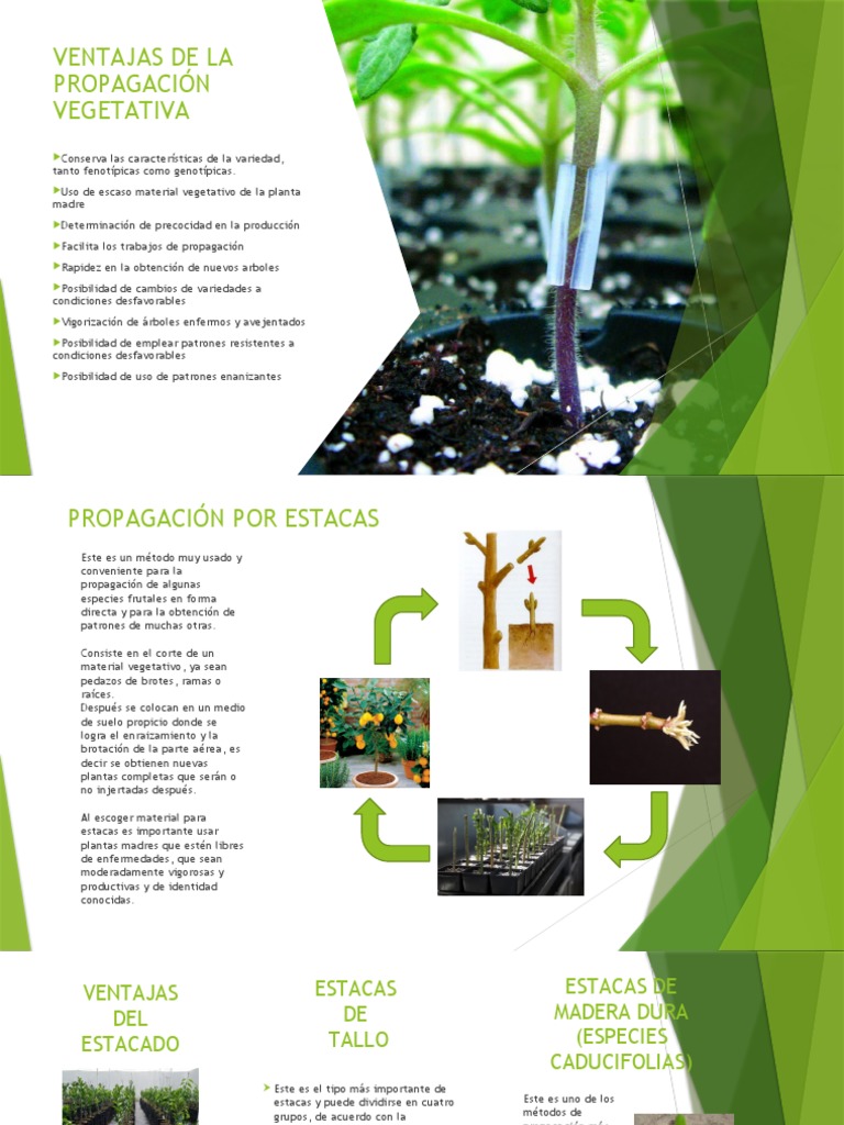 Reproducción Vegetativa | PDF | Tallo de la planta | Botánica