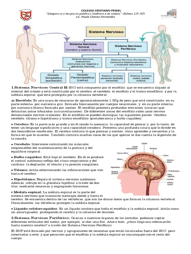 Estructura y Funciones del Sistema Nervioso | PDF | Cerebro | Sistema ...