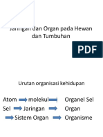 Jaringan Dan Organ Pada Hewan Dan Tumbuhan