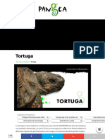 TORTUGA - Características, Tipos, Qué Come y Dónde Vive - Pangea