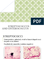 Streptococcus and Enterococcus