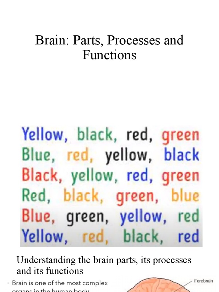 BRAIN PARTS FUNCTION HOW IT WORKS CONDITIONS visual data 2