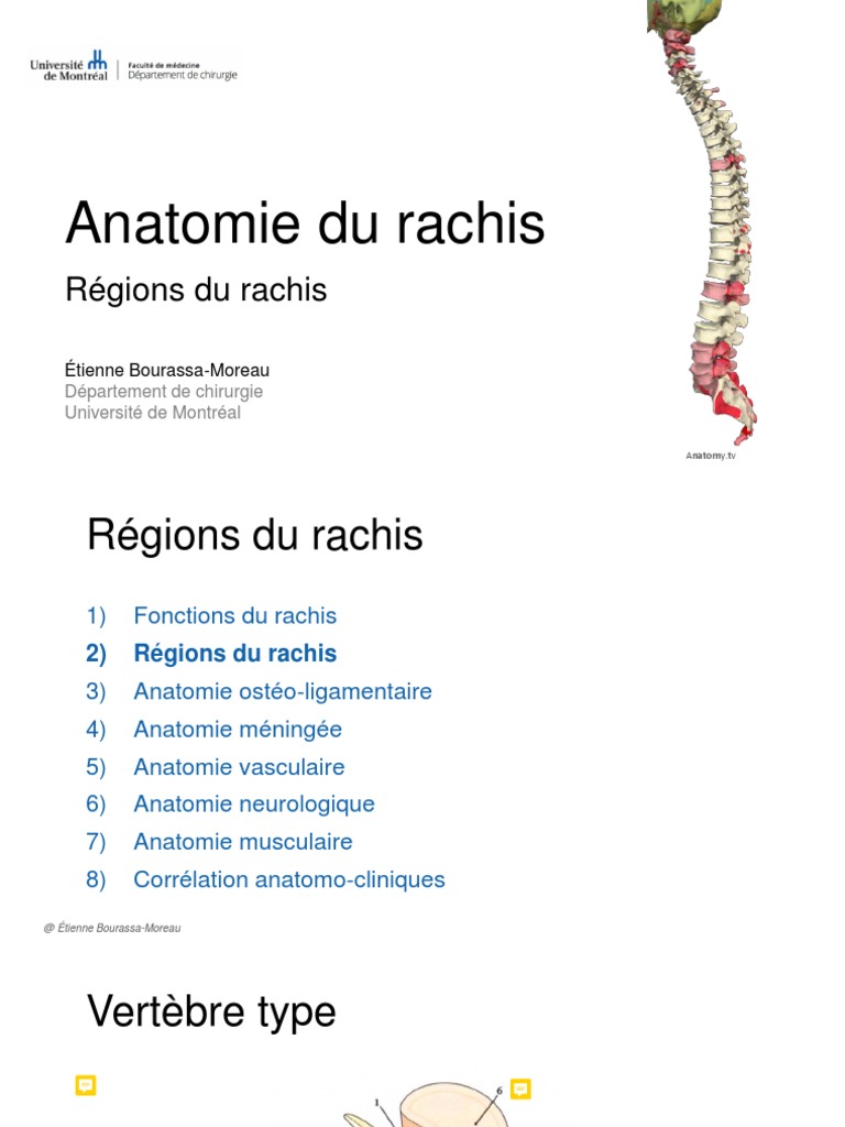 2-Régions Du Rachis | PDF | Vertèbre | Colonne vertébrale