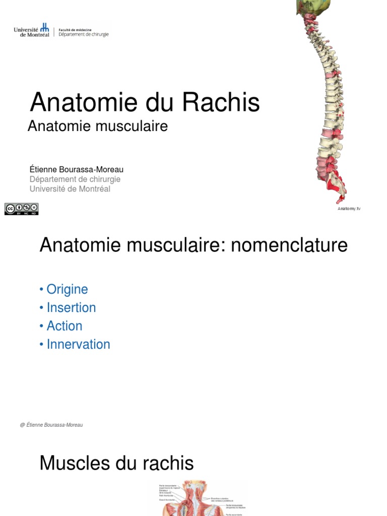 Anatomie des Muscles du Rachis | PDF | Colonne vertébrale | Cou