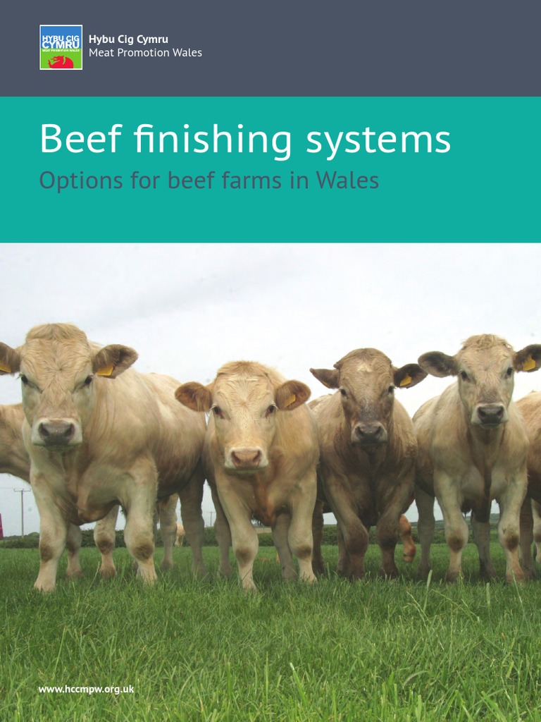 Beef Finishing Systems in Wales | PDF | Dairy Cattle | Cattle