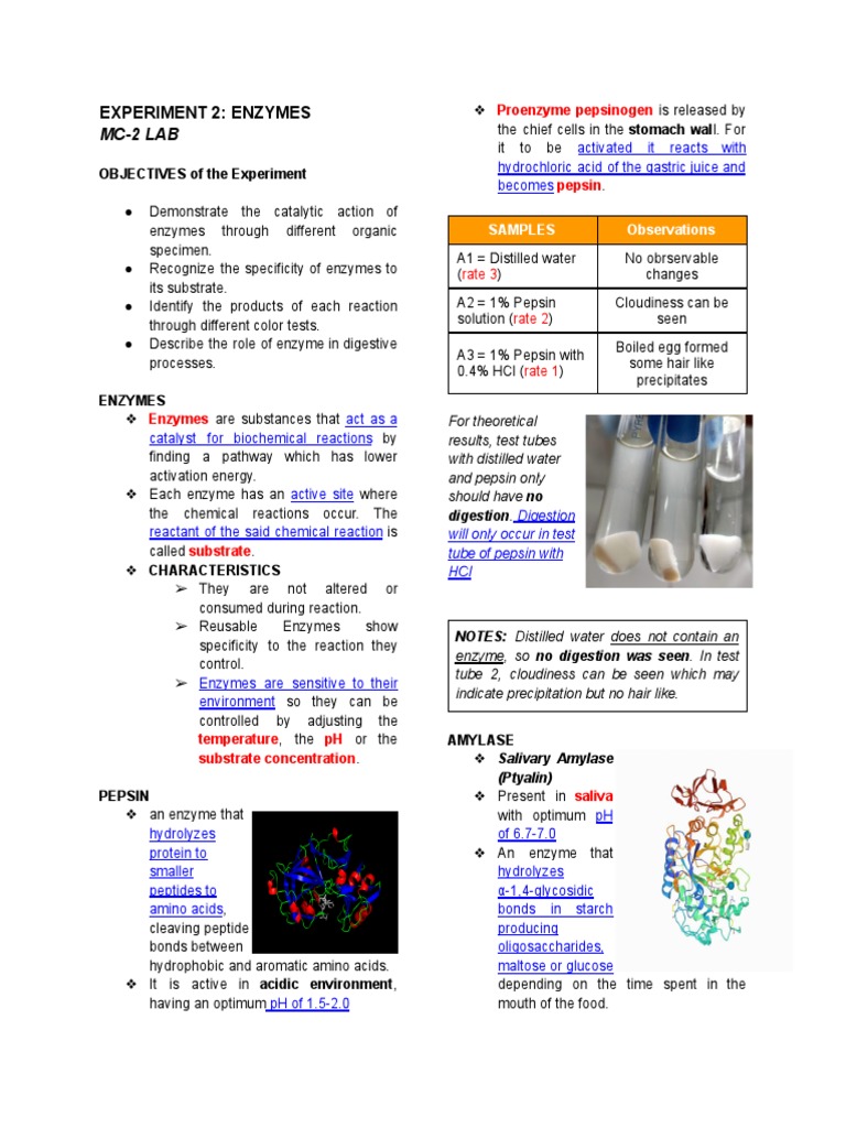 Enzymes Factors Affecting Enzymes Activity PDF Enzyme Catalysis