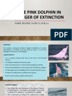 The Pink Dolphin in Danger of Extinction