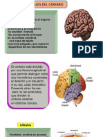 Áreas y Funciones Cerebrales