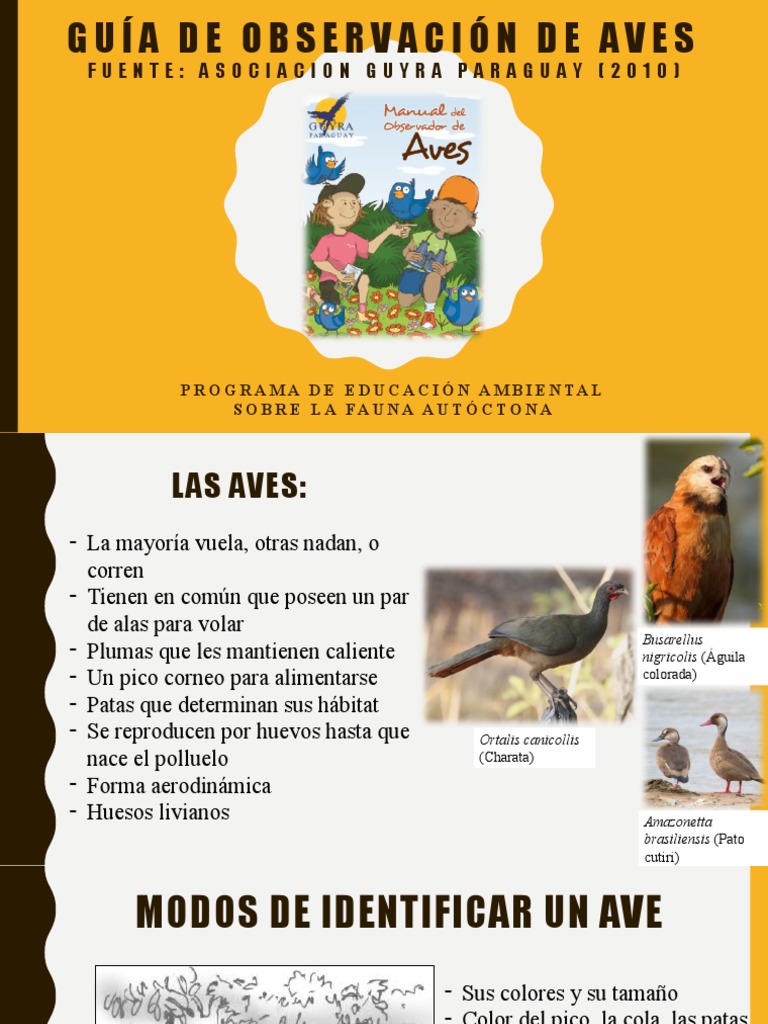 Guía De Observación De Aves Descargar Gratis Pdf Aves Ornitología