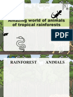 Rainforest Animals