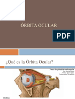 Órbita Ocular