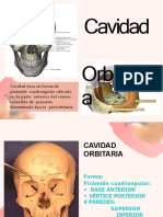 Cavidad Orbitaria 442854 Downloadable 1449346