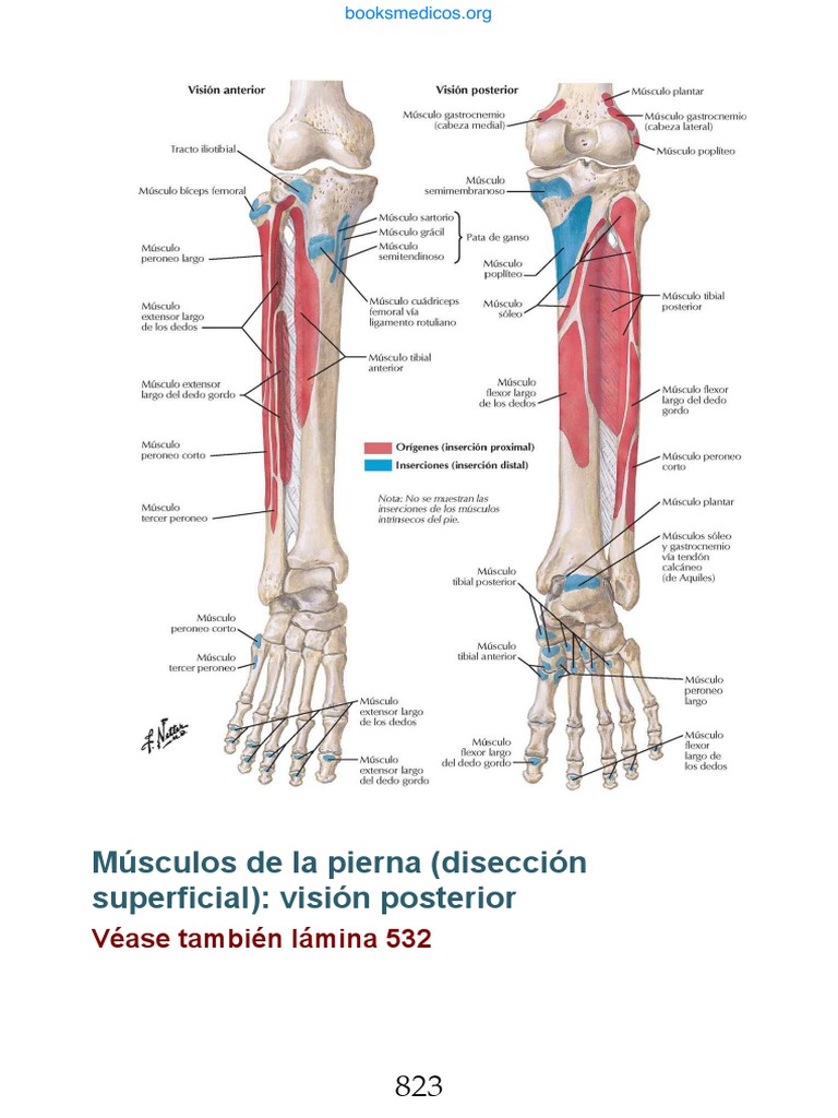 Netter Atlas de Anatomia Humana 7a Edicion | PDF