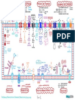 Passive Active Transport Endocytosis Exocytosis Illustration Atf