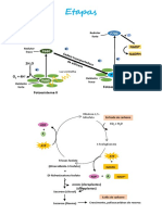 Etapas PDF