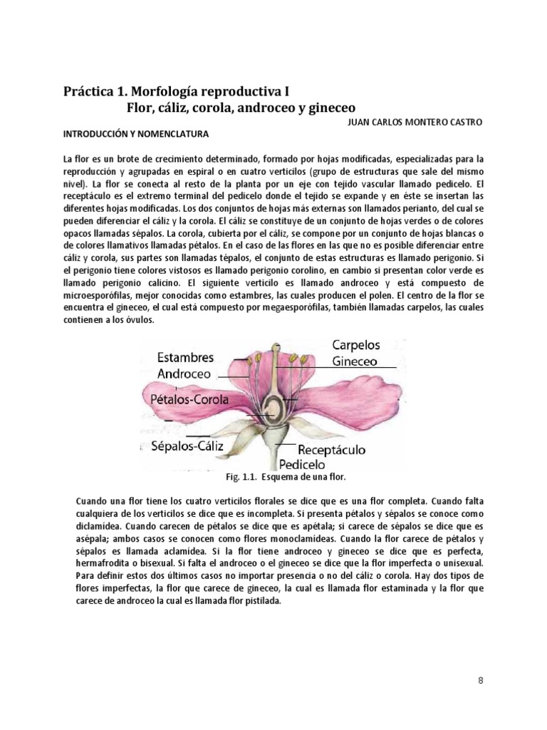 Morfología de la Flor: Estructuras y Tipos | PDF | Fruta | Flores