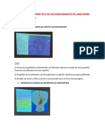 Primer Examen Práctico de Reconocimiento de Anatomía Patológica