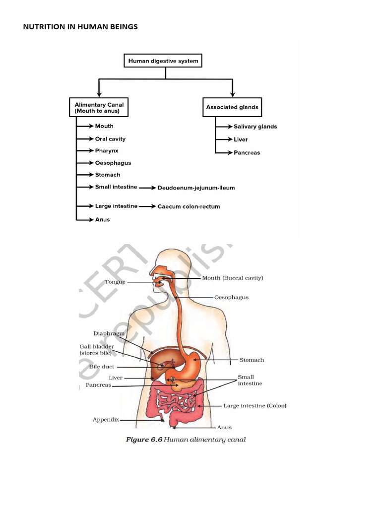 Nutrition PDF Digestion Stomach