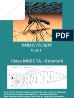 C8- Insecte
