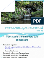 C10 - Trematode Tropicale