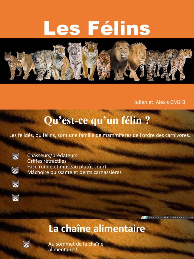 Les félins : caractéristiques et espèces | PDF | Felidae | Tigre