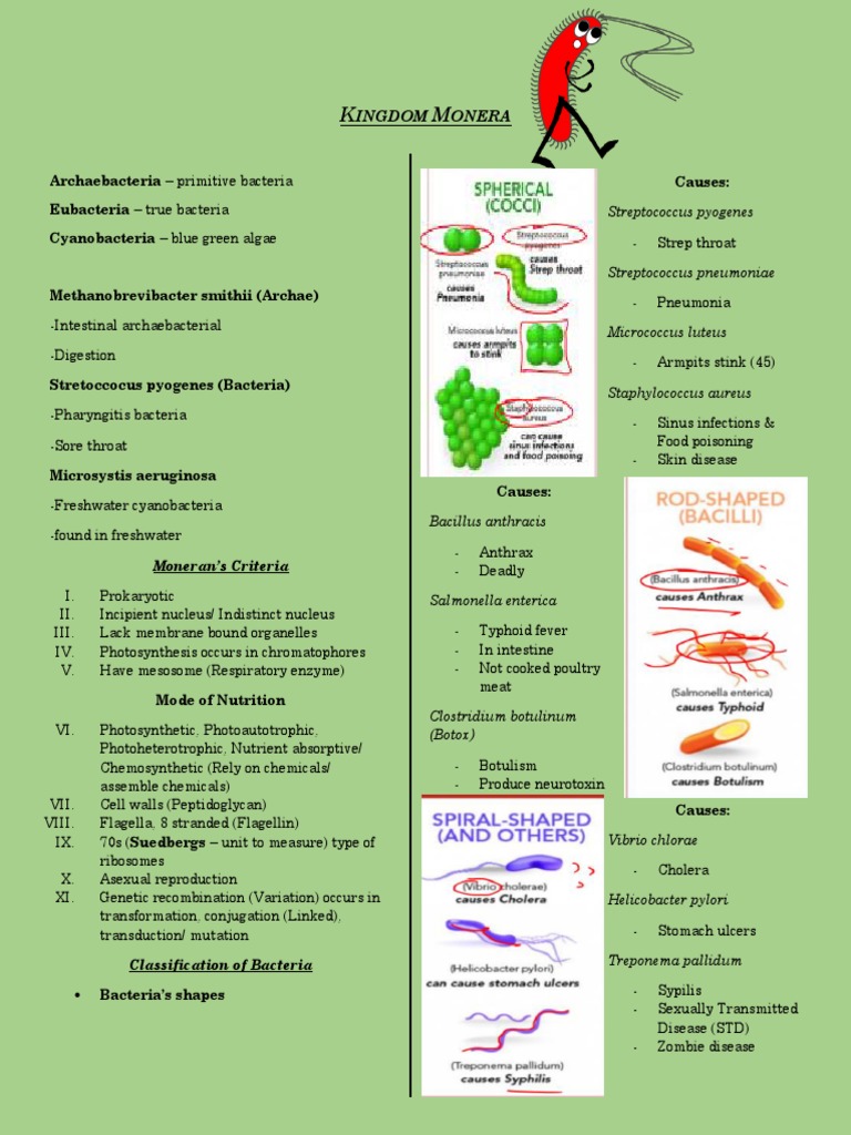 Kingdom Monera: Bacteria and Algae Overview | PDF | Bacteria | Cyanobacteria