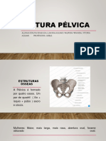 Cintura Pélvica PDF