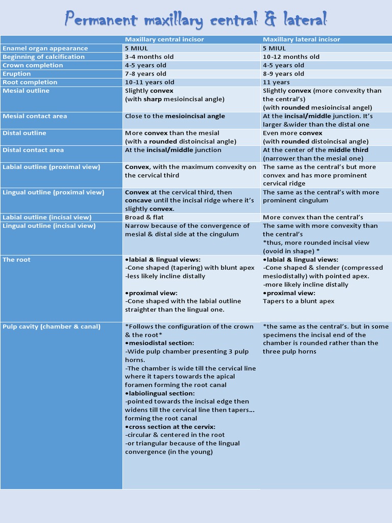 Maxillary Central & Lateral Incisors | PDF