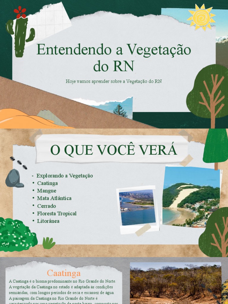 Vegetação do Rio Grande do Norte | PDF | Mangue | Florestas