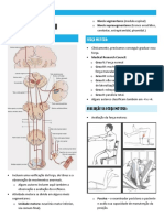 Neurologia III - Motricidade e Reflexos