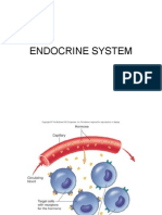 Endocrine System Pics