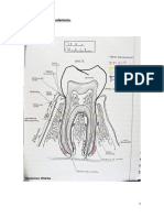 Sistema Dentario