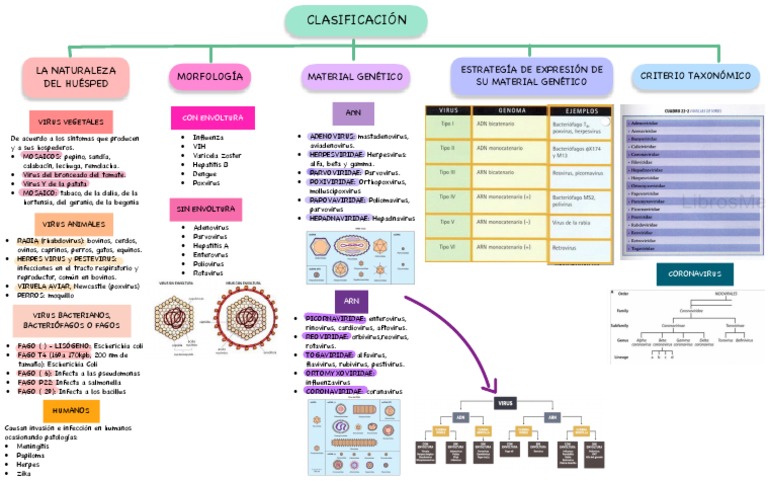 Clasificación de Virus y Tipos | PDF