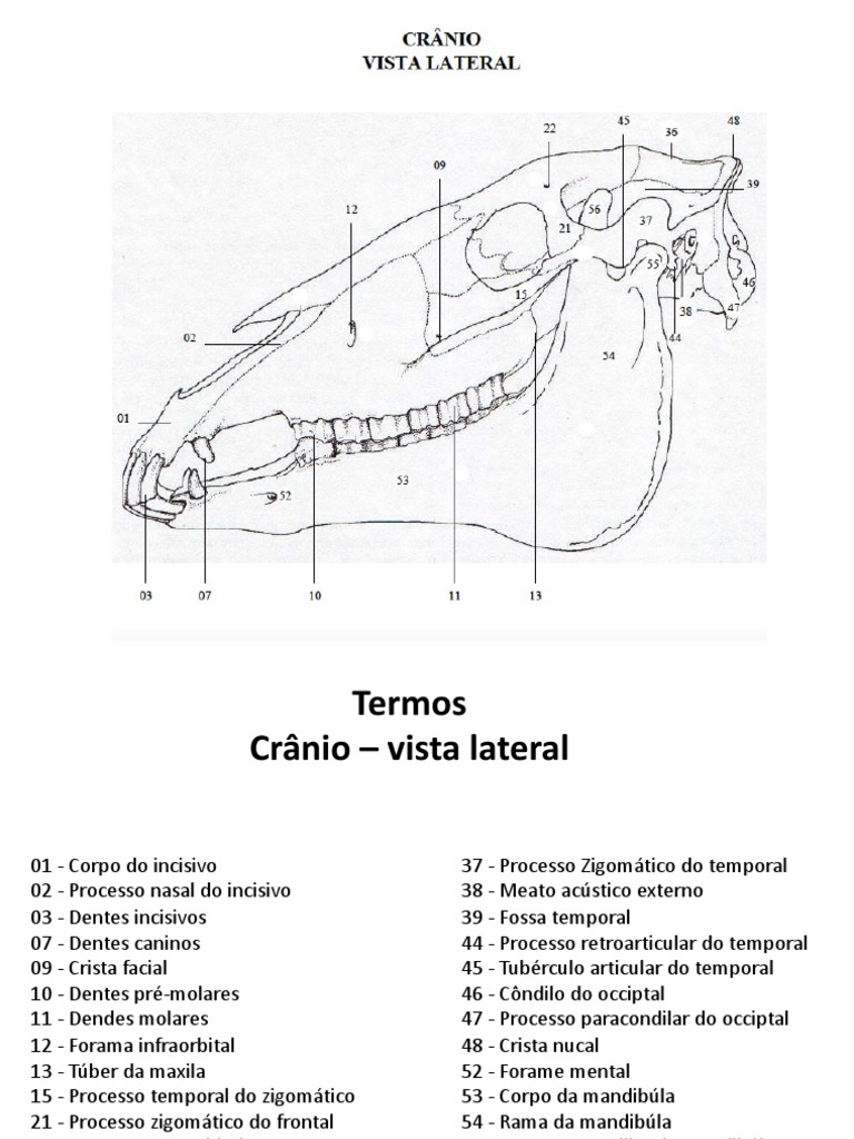 Anatomia Osteologia Crânio Pdf Anatomia Humana Cabeça E Pescoço