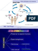 Diapositivas de Sistema Reproductor