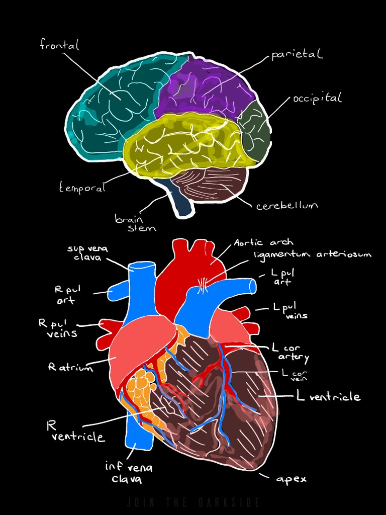 Heart Anatomy Overview and Diagram | PDF