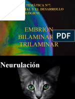 Neurulacion I 2