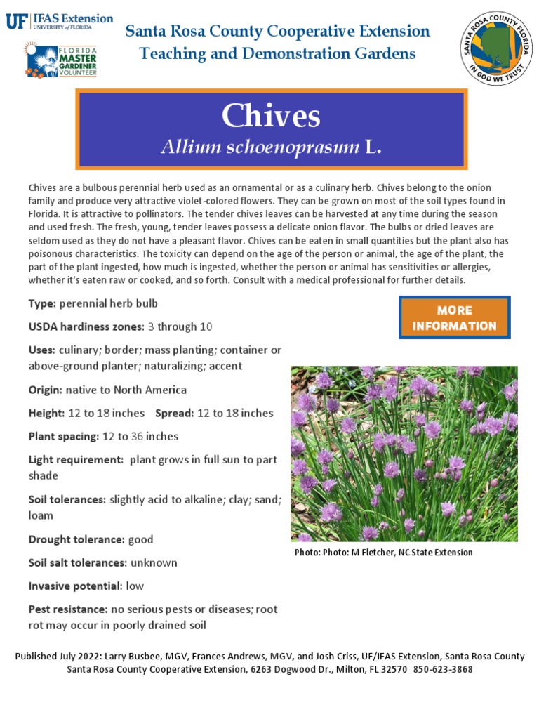 Growing Chives: A Complete Guide | PDF