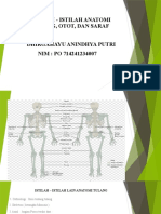 Istilah Anatomi Pada Tulang Otot Dan Saraf