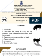 Raças e Linhagens de Suínos Produzidos No Brasil - 20230909 - 214611 - 0000